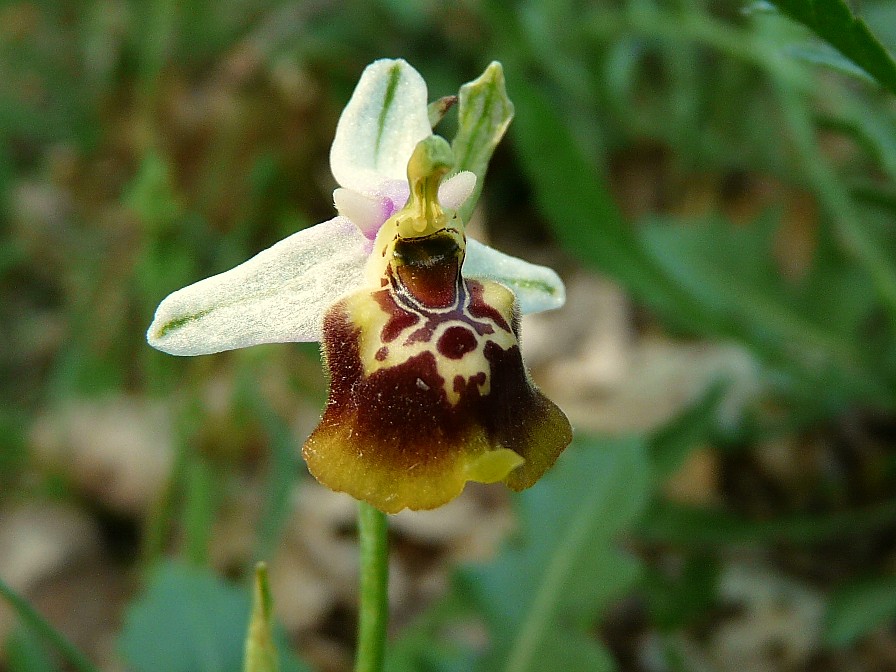 Ophrys lacaitae x Ophrys fuciflora